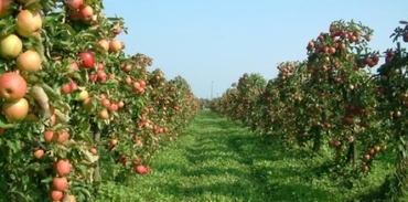 Bağcılar'a elma bahçesi kurulacak